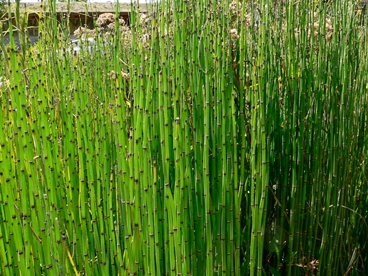 {Equisetum hyemale ssp. affine}